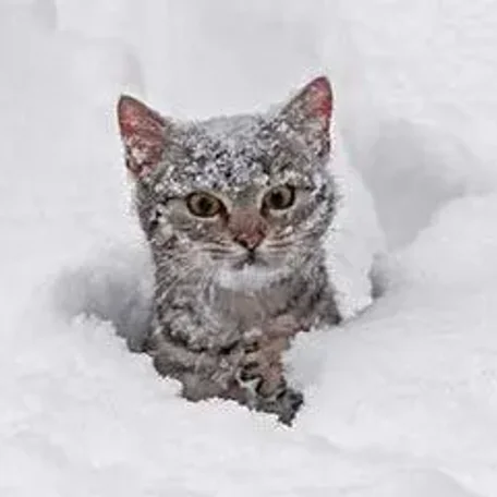 Member pets in Winter