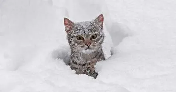 Member pets in Winter