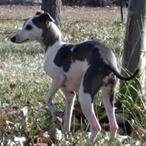 The Italian Greyhound