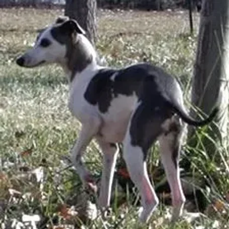 The Italian Greyhound is found in a wide array of colors and markings.