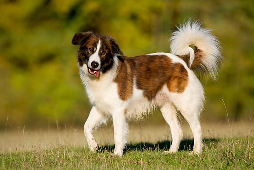 Aidi (Chien de l'Atlas )