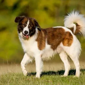 Aidi (Chien de l'Atlas )