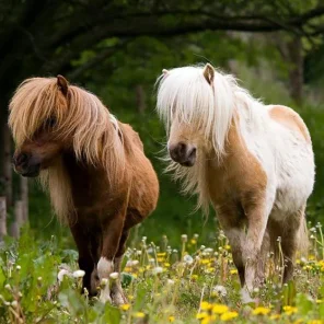 Pony
