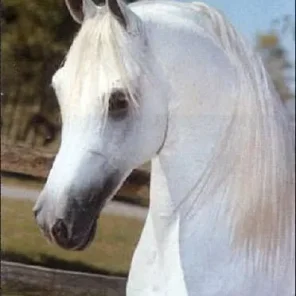 Sakr