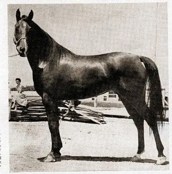 Velzore