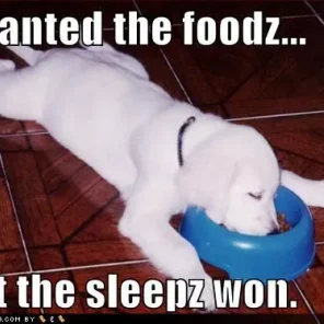 Too sleepy to eat