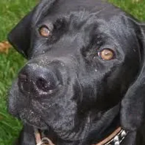 Boweimar (Designer Dog)