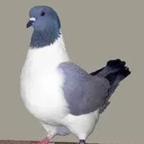 Strasser Pigeon