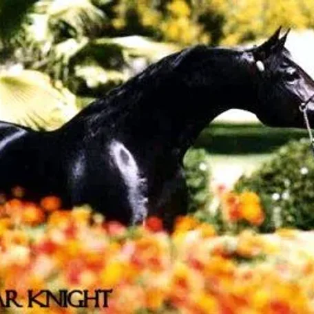 KK WAR KNIGHT