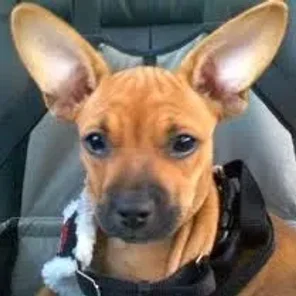 French Pin (Designer Dog)
