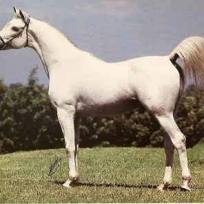 Prichal