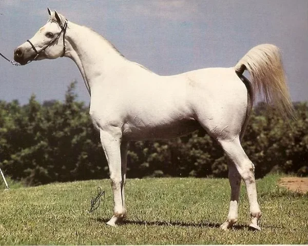 Prichal