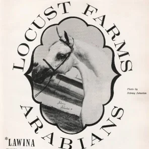 LAWINA