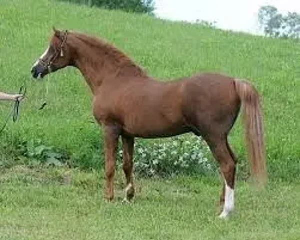 Sa'Ika