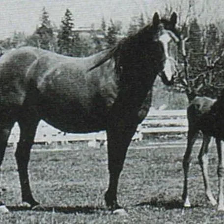 ANGYL (*Raseyn x *Wierna by Ofir) ~ Pictured with Bay-Abi