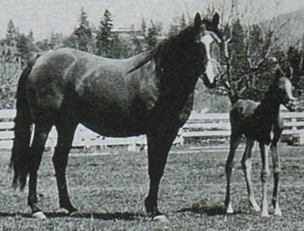 ANGYL (*Raseyn x *Wierna by Ofir) ~ Pictured with Bay-Abi
