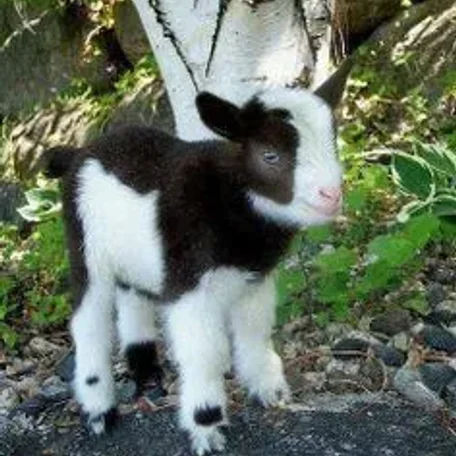 A pygmy goat is a breed of miniature domestic goat. Pygmy goats tend to be kept as pets primarily, though also work well as milk producers and working animals. The pygmy goat is quite hardy and can adapt to virtually all climates.