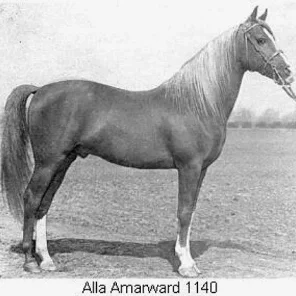 ALLA AMARWARD