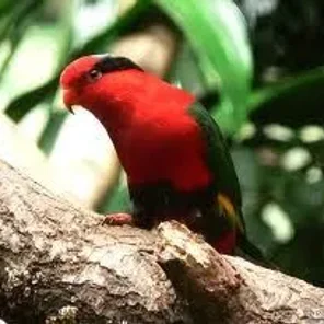 Papuan Lorikeet