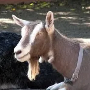 Dutch Toggenburg