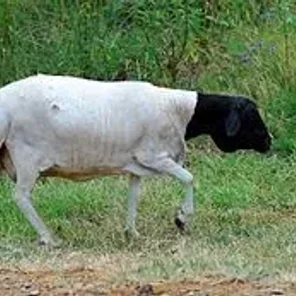 Blackhead Persian
