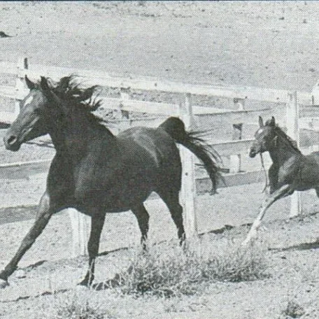 SURIMA (Sureyn x Bonita by Caravan) & Sereyn (by *SERAFIX)