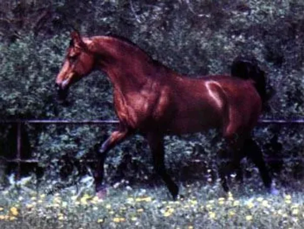 Alegro