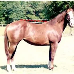 Evaluating Horse Conformation Pt 2