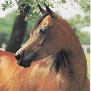 Ansata Justina