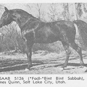 Fasaab