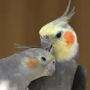 Cockatiel
