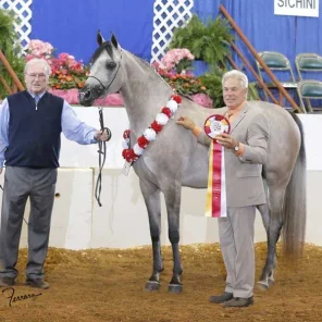 Our Verazes Sweetseranade takes Reserved Champion 3 Yr Old Mare at the 2014 Region 12 Show with owner, Al Cox..This mare will be bred this year to the great Hariry Al Shaqab