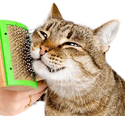 Best Ways to Brush 'Medium Hair' Cats