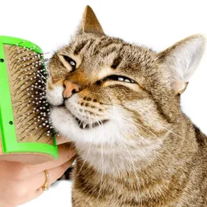 Best Ways to Brush 'Medium Hair' Cats