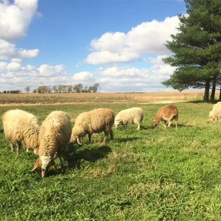 F1 Awassi grazing at LoSecco Farms