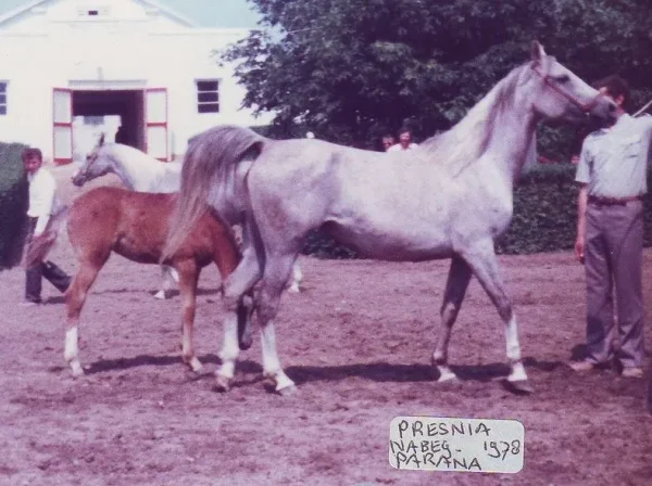 PRESNIA
