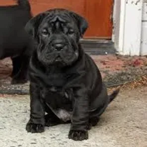 Cocker-Pei (Designer Dog)