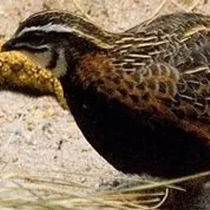 Harlequin Quail
