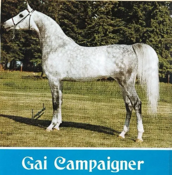 GAI CAMPAIGNER