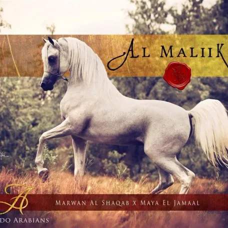 Looking forward to seeing the first foals by Al Maliik due 2014…beauties by Maliik coming soon!!!