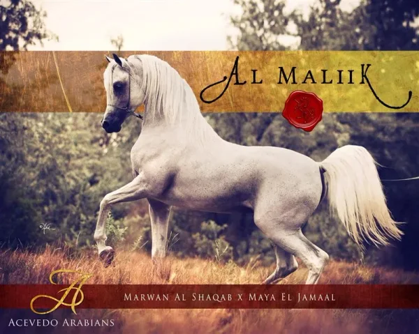 Al Maliik