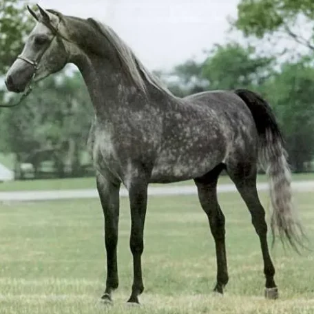 MB Mistaz
(*Ibn Safinaz x Imperial Mistilll)