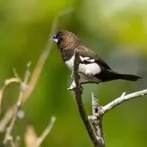 Javan Munia