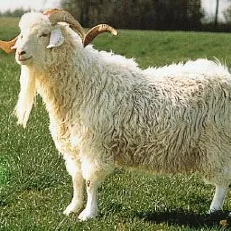The Angora goat (Turkish: Ankara keçisi) is a breed of domestic goat that is named for Ankara, Turkey, historically known as Angora. Angora goats produce the lustrous fibre known as mohair.