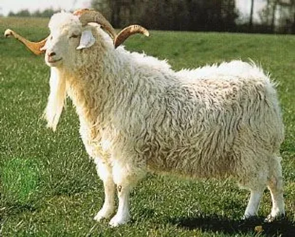 The Angora goat (Turkish: Ankara keçisi) is a breed of domestic goat that is named for Ankara, Turkey, historically known as Angora. Angora goats produce the lustrous fibre known as mohair.