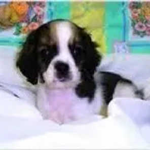 Engatzu Spaniel (Designer Dog)