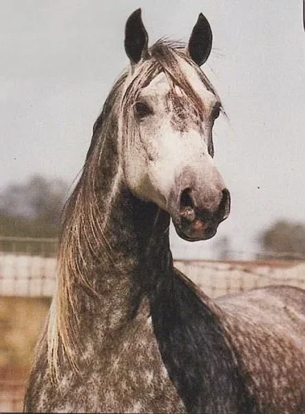 PAVANE V