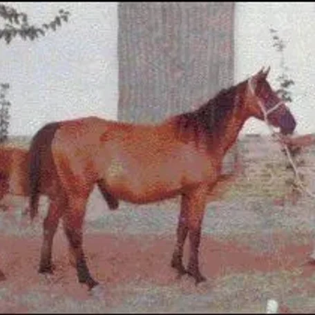	*ALDEBARAN II