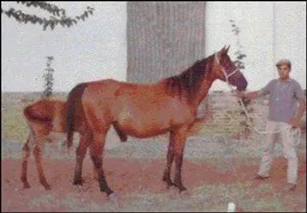 	*ALDEBARAN II