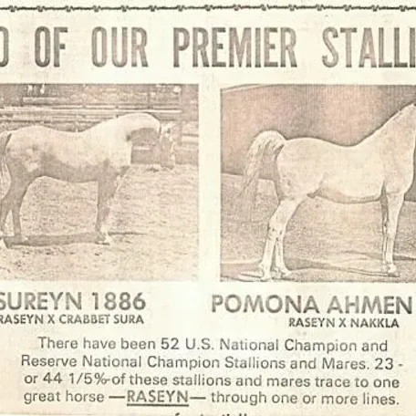 POMONA AHMEN